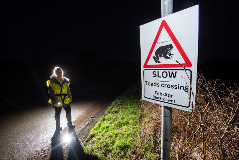 We've saved 1000s of Britain’s most vulnerable amphibians - see how ...