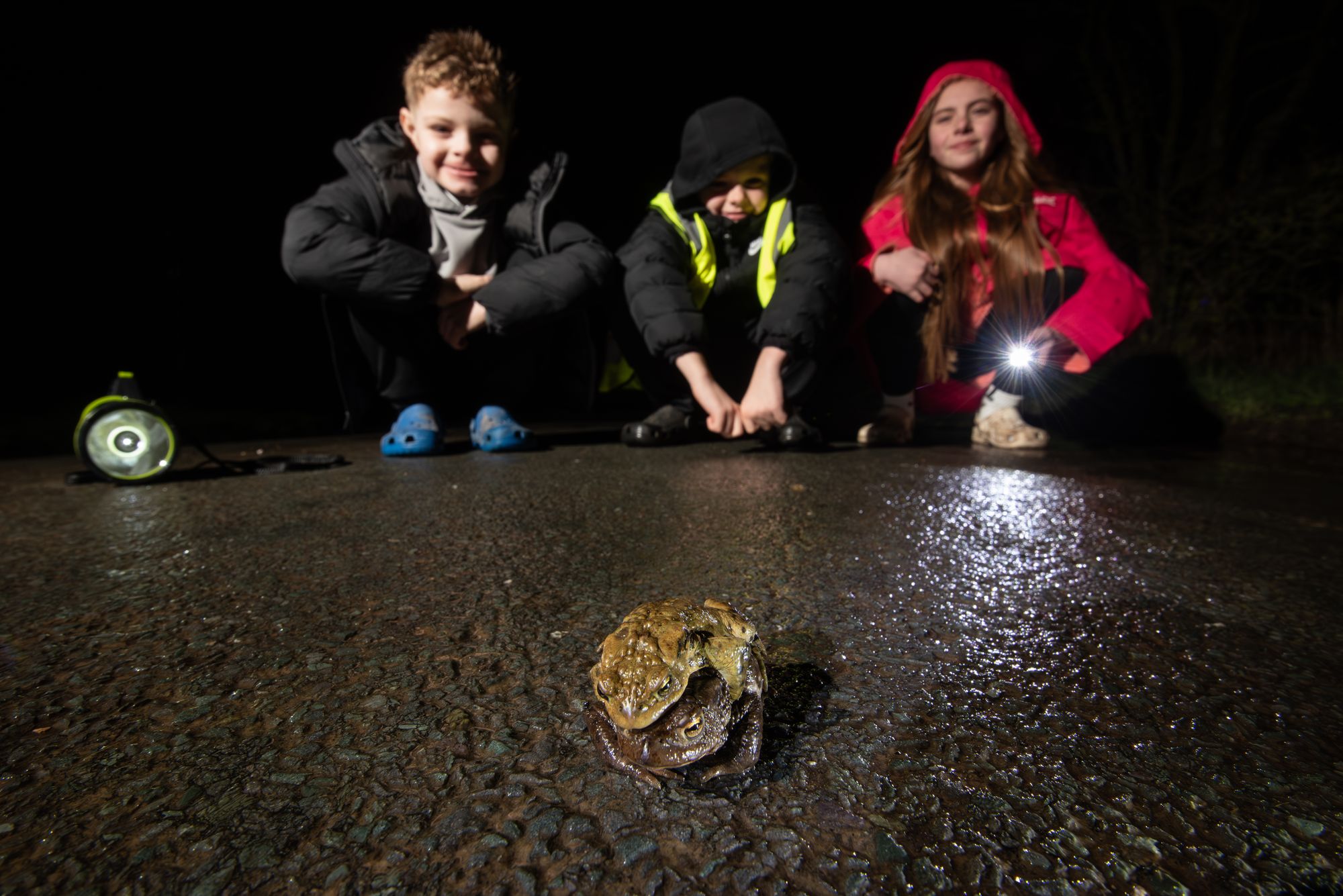 We've saved 1000s of Britain’s most vulnerable amphibians - see how ...