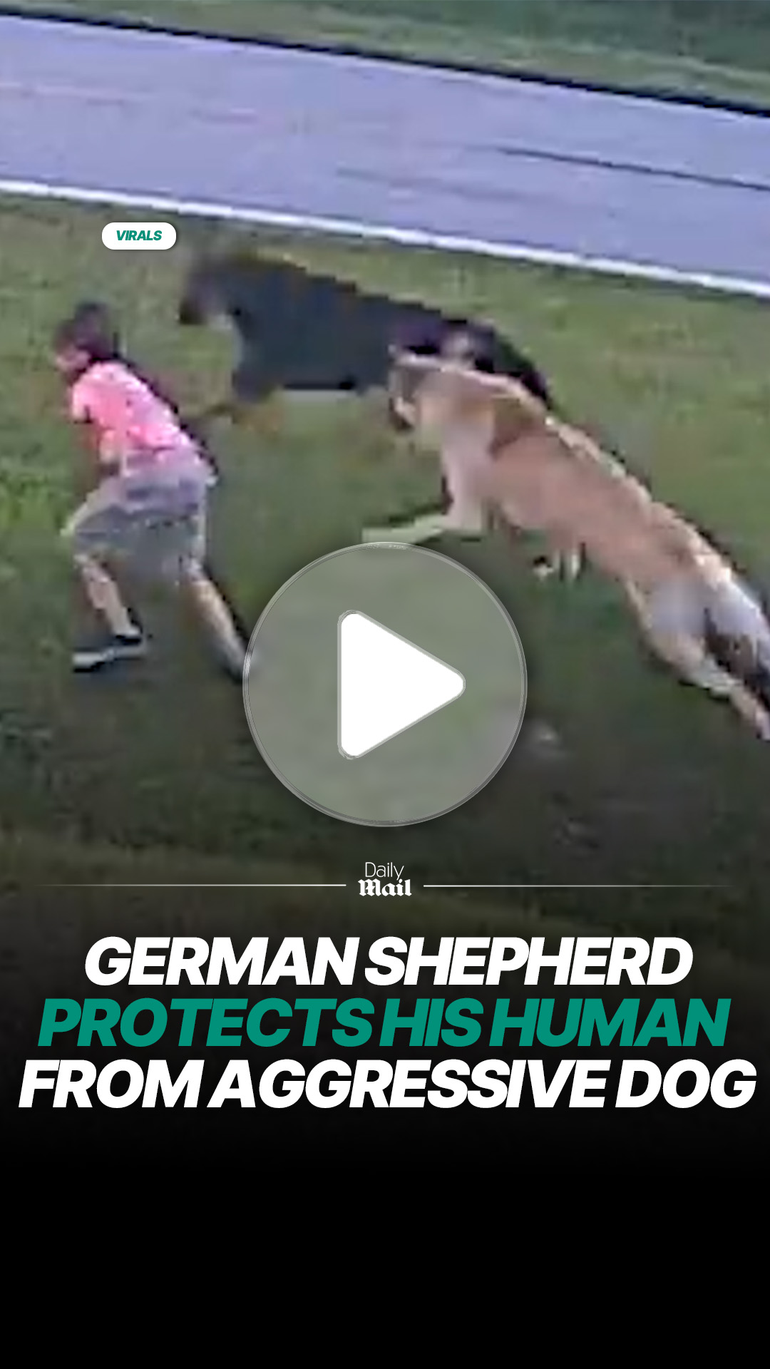German shepherd steps in during tense dog encounter