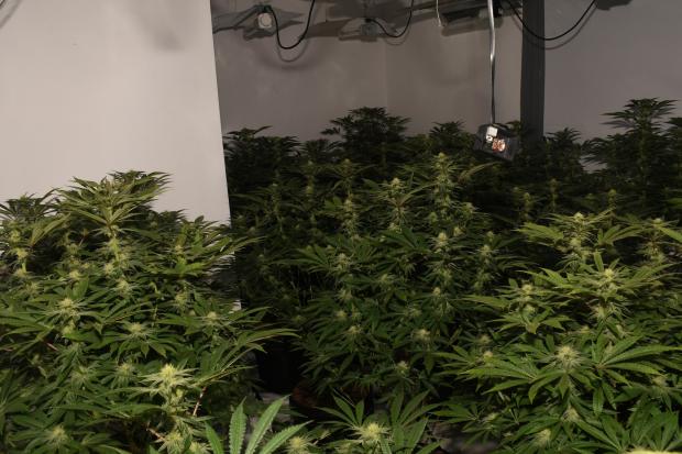 Two North East cannabis farms worth £200,000 shut down in raids