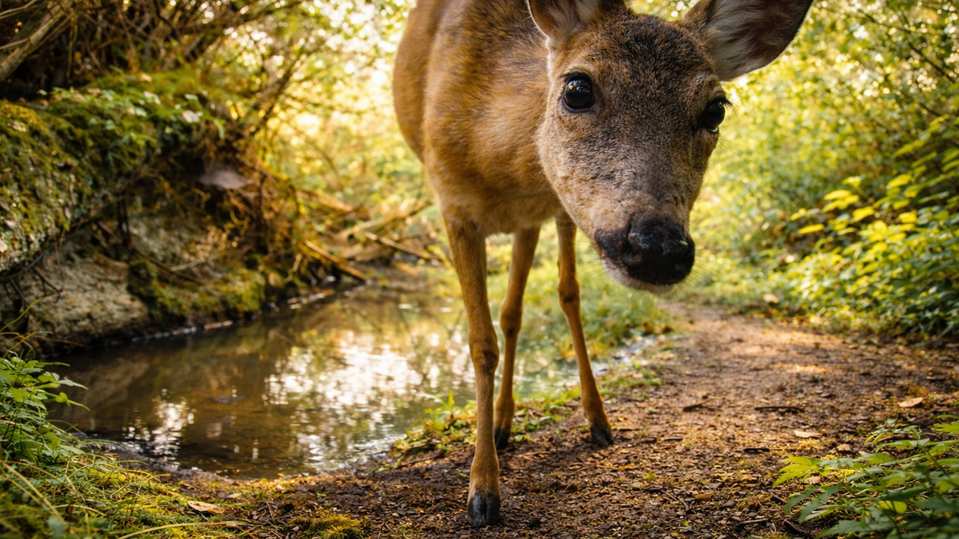 A deer got too curious about my camera trap