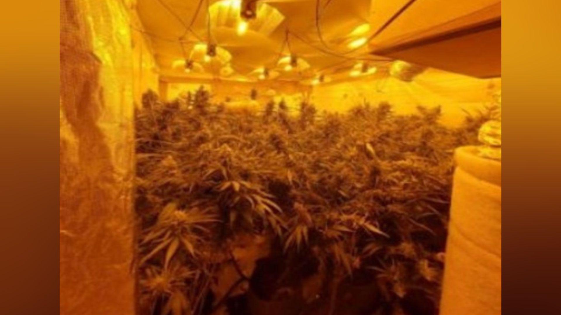 Large cannabis factory closed down by police<br><br>