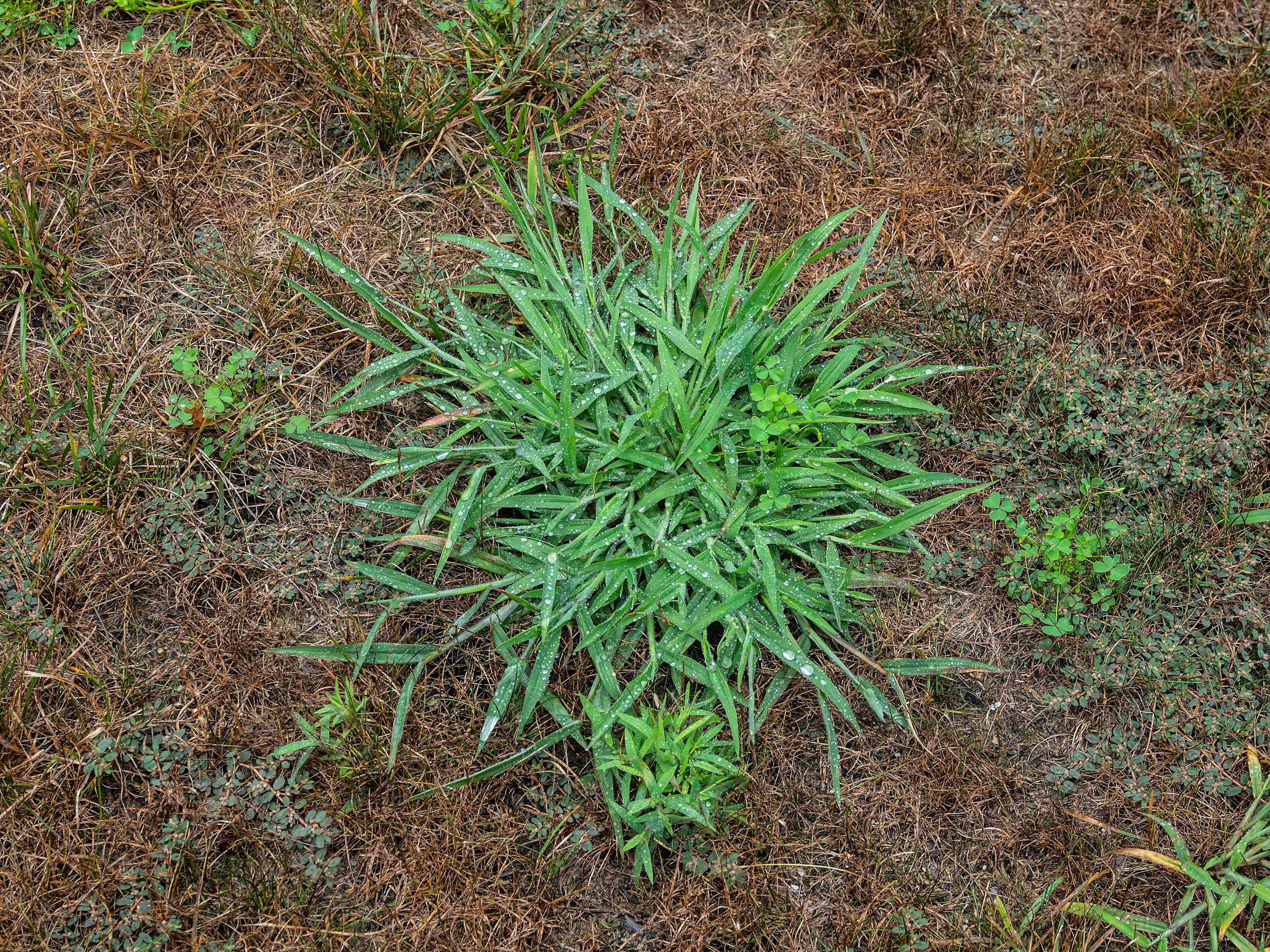 The best way to stop crabgrass before it starts