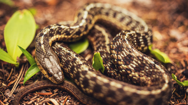 The 5 American states to visit with the fewest snakes