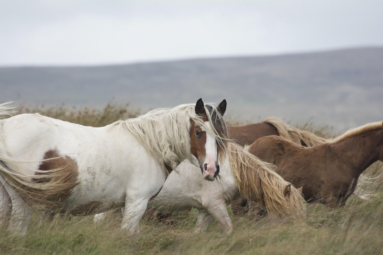 Feral horses and cattle create more resilient nature, rewilding study ...
