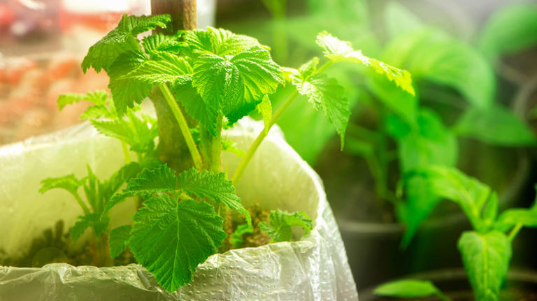 How to grow raspberries indoors for delicious fruit that lasts well ...