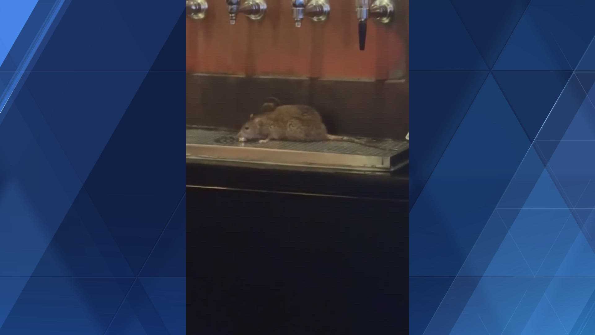Pittsburgh taphouse speaks out after viral video appears to show rat ...