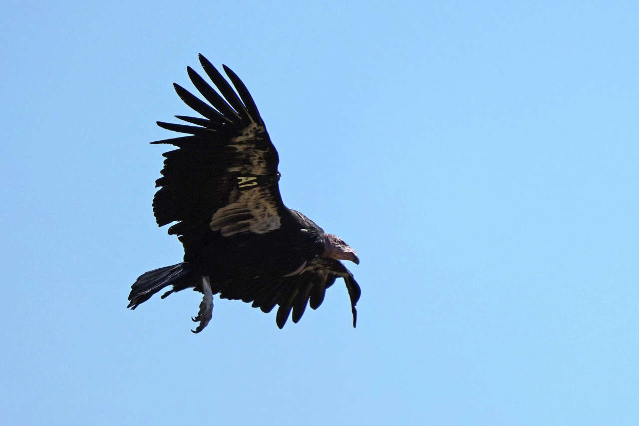 Northern California's first condor egg in 100 years reported in redwood ...