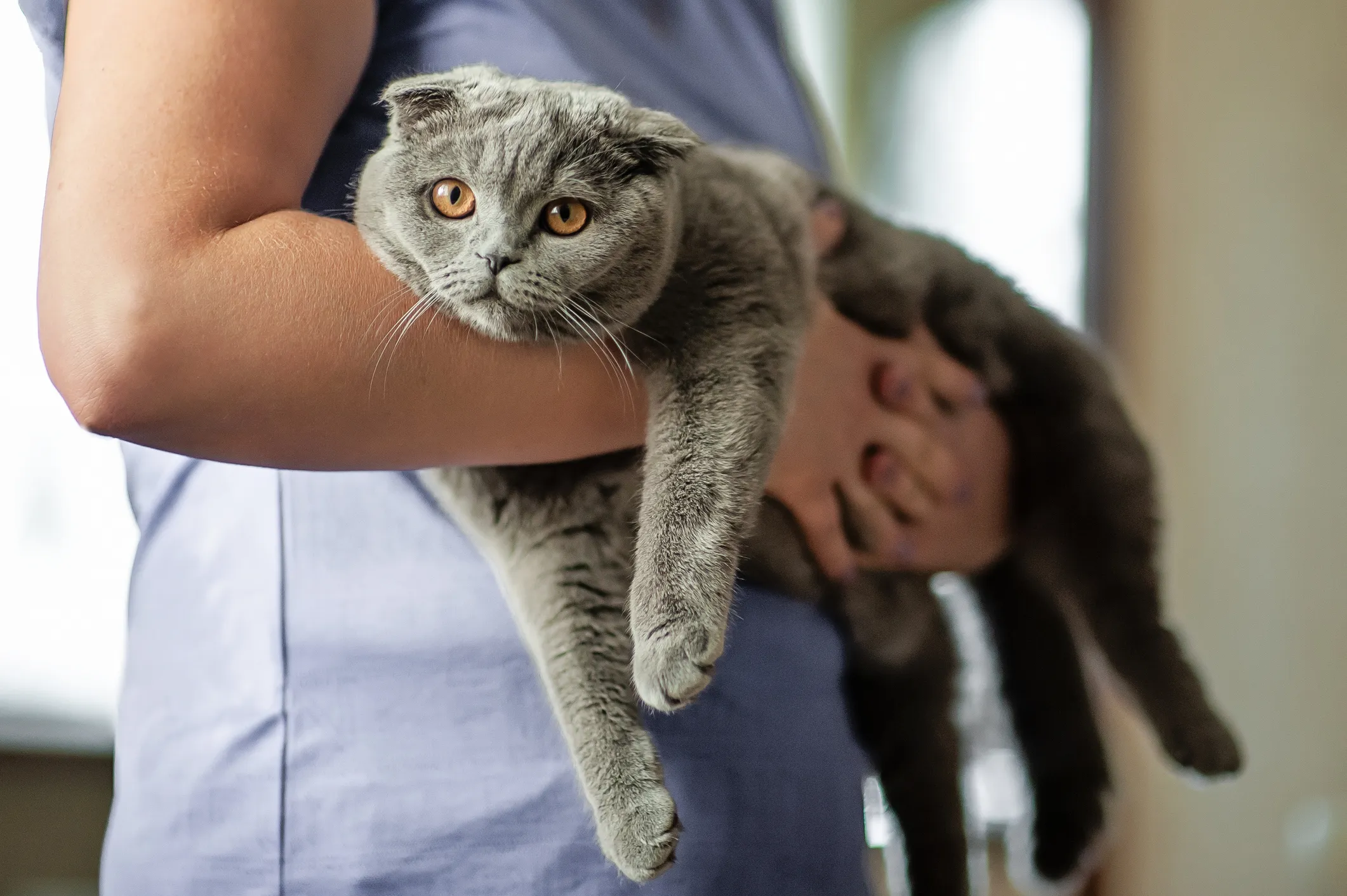 The pet insurance trap too many owners fall into