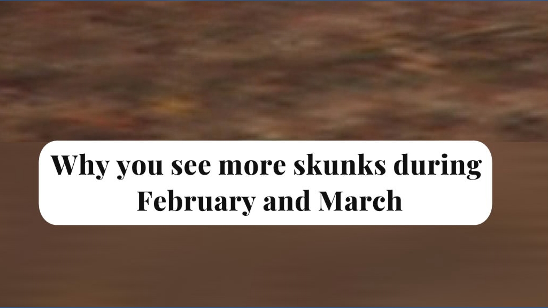 The reason why you see more skunks in February and March in Arkansas