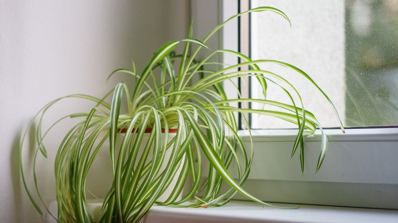 How to turn a simple indoor spider plant into a big & beautiful ...