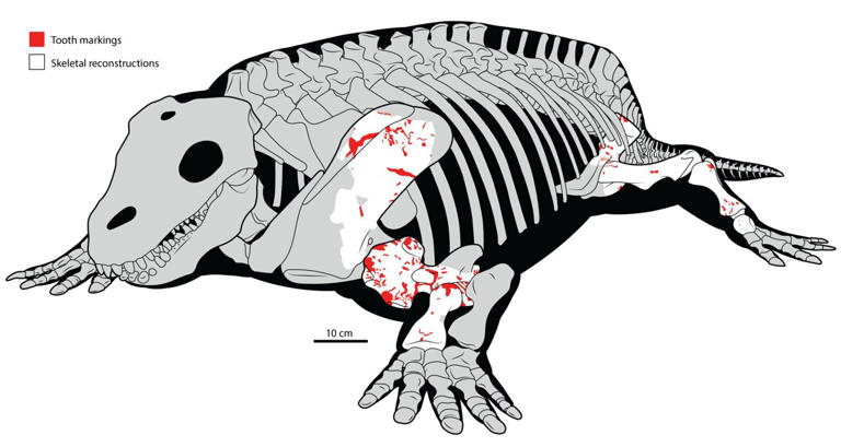 Large land predators were hunting big plant-eaters more than 280 ...