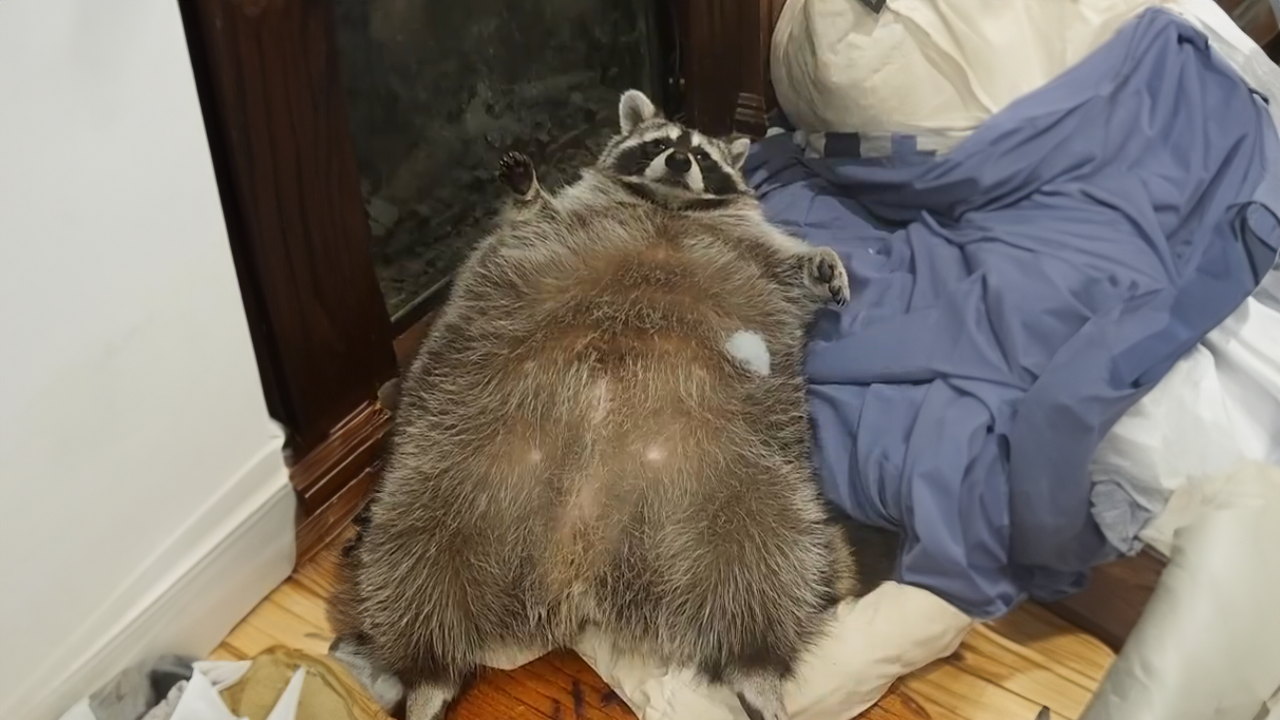 Giant raccoon makes a playful appearance