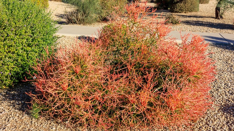 How to propagate pencil cactus for a yard full of thriving, unique cacti