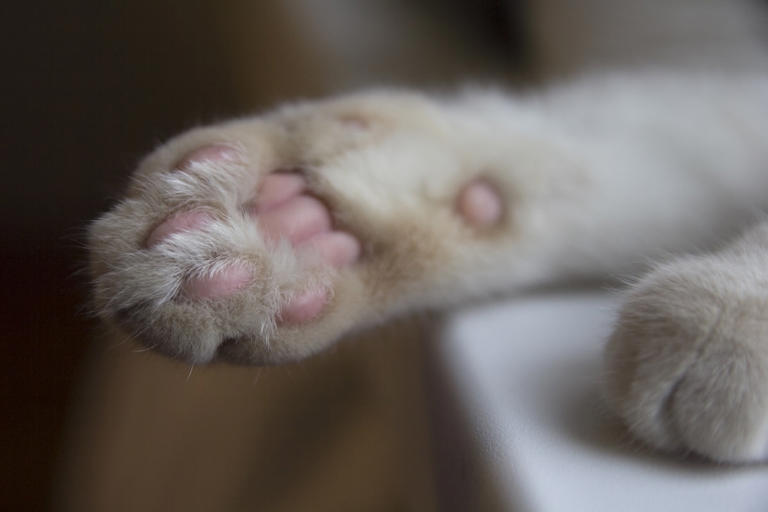 Rare 'peach tortie' Ragdoll cat looks like the sweetest girl