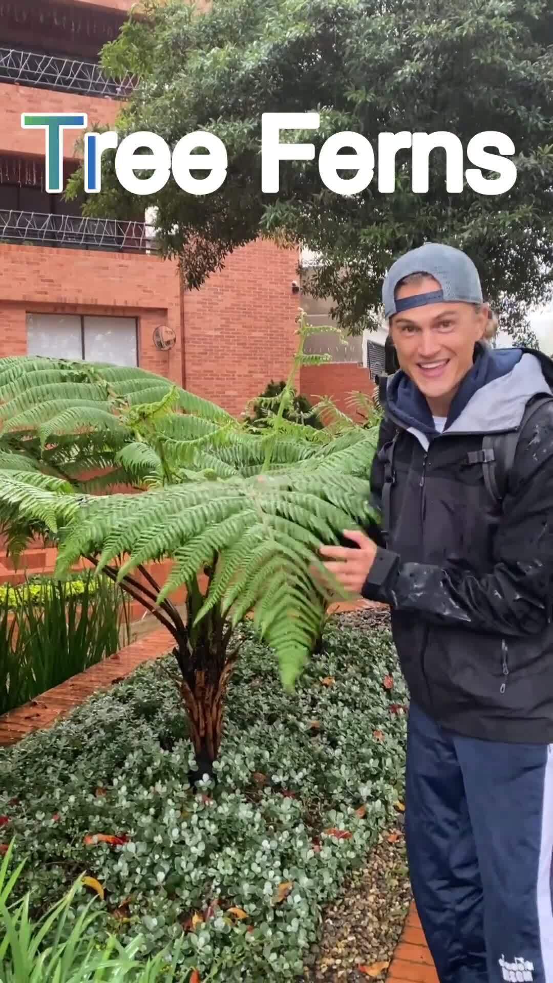 Tree ferns: Prehistoric plant with ageless beauty #shorts