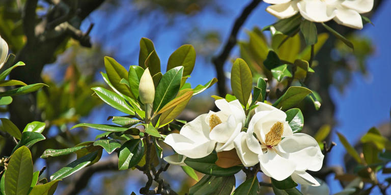 The simple tree-planting rules every small garden owner should know