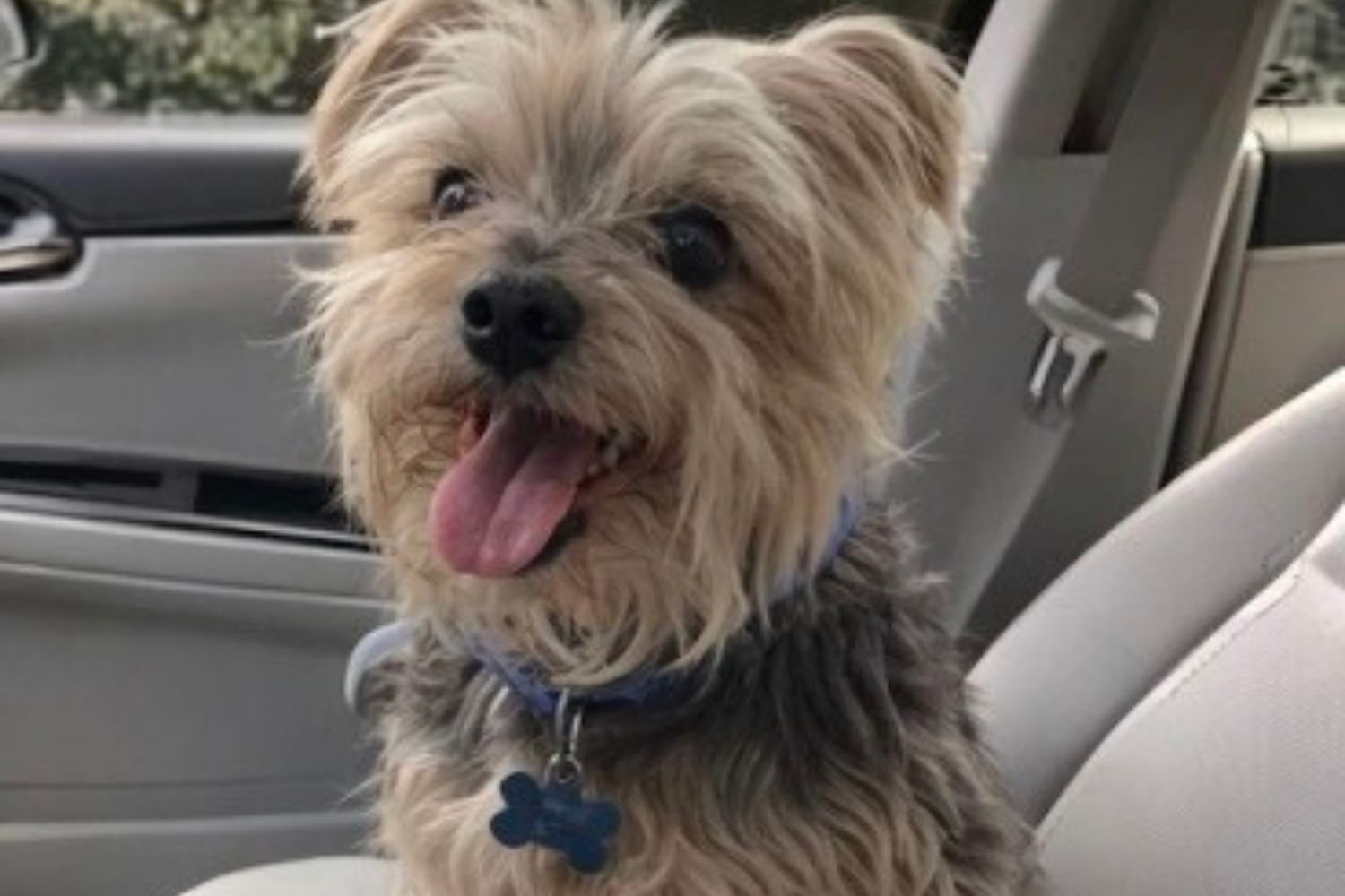 Customer finds tied-up dog outside store—then realizes why no one returned<br><br>