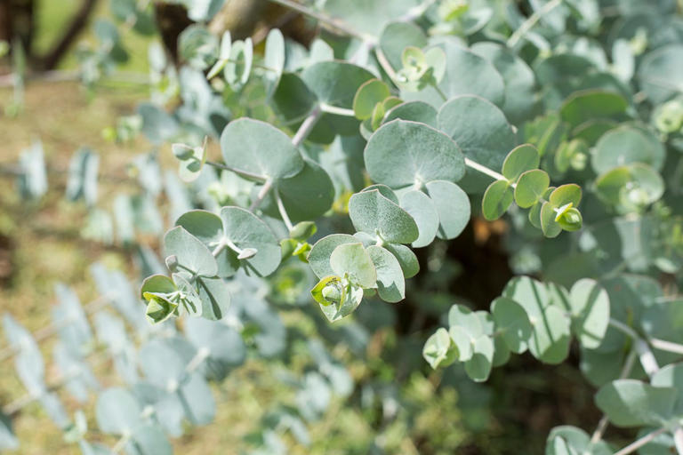 The simple tree-planting rules every small garden owner should know