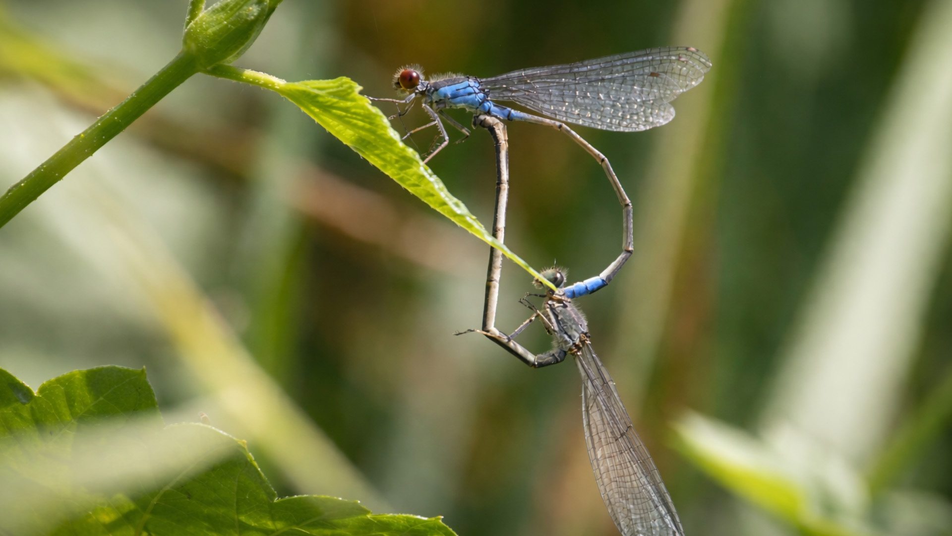 My camera captured a rare mating dance