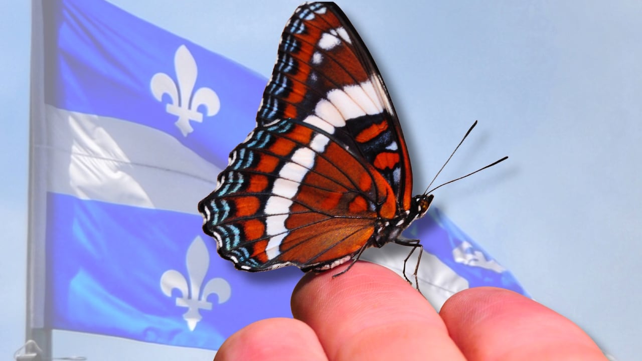 Why this butterfly could soon become Quebec’s 1st insect emblem