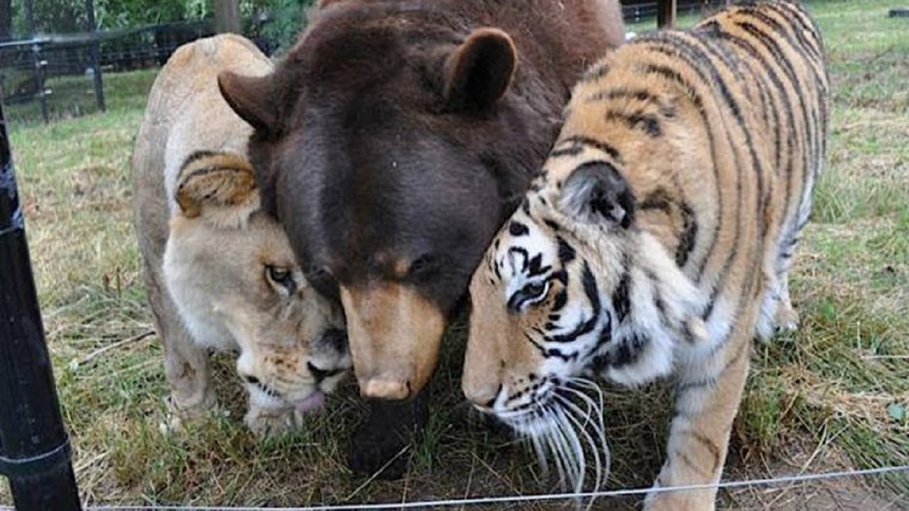 Lion tiger and bear rescued as cubs form unbreakable friendship