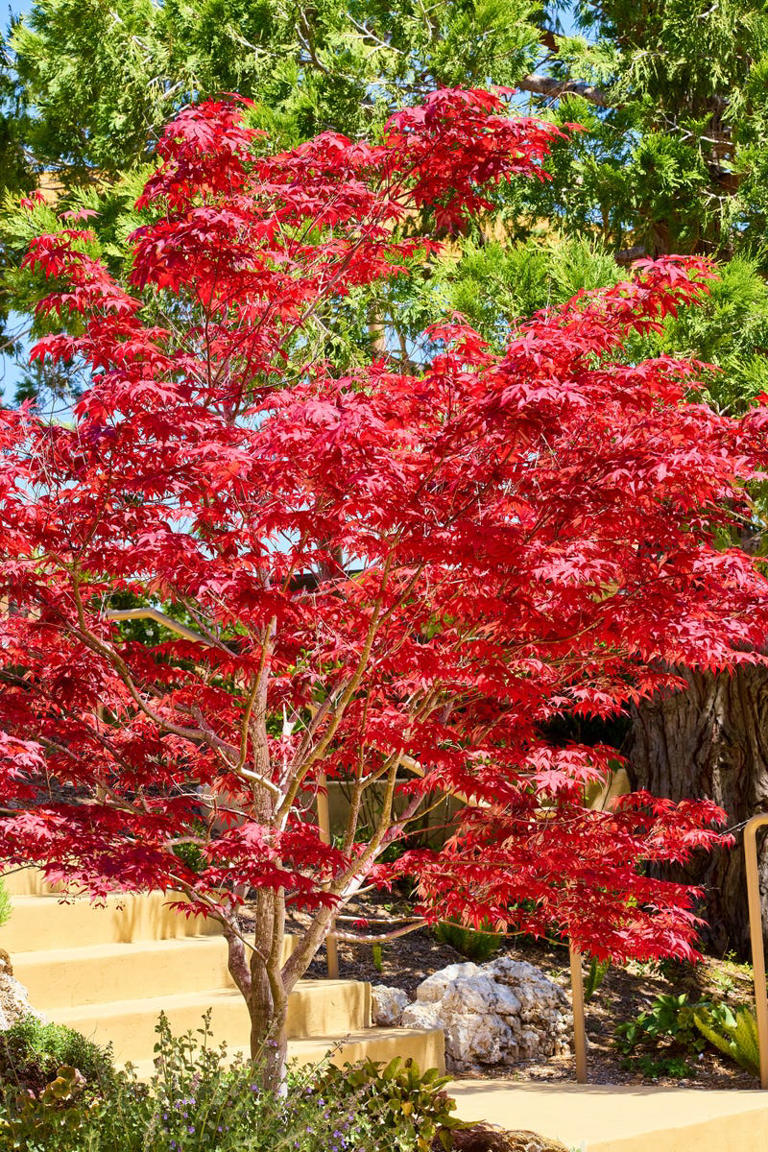 The simple tree-planting rules every small garden owner should know