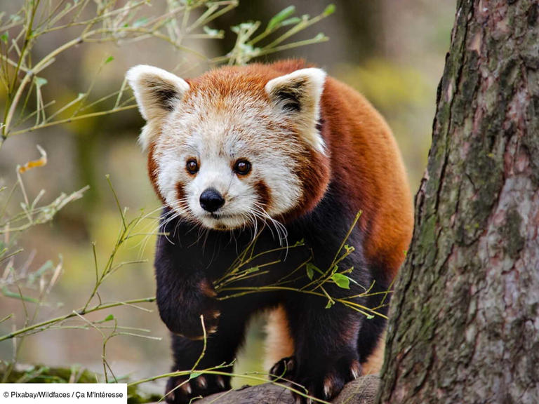Pourquoi le panda roux s’appelle-t-il ainsi alors qu’il ne ressemble ...