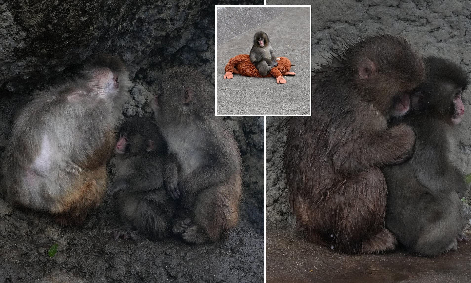 Punch the monkey finally makes friends as he cuddles up to another ...