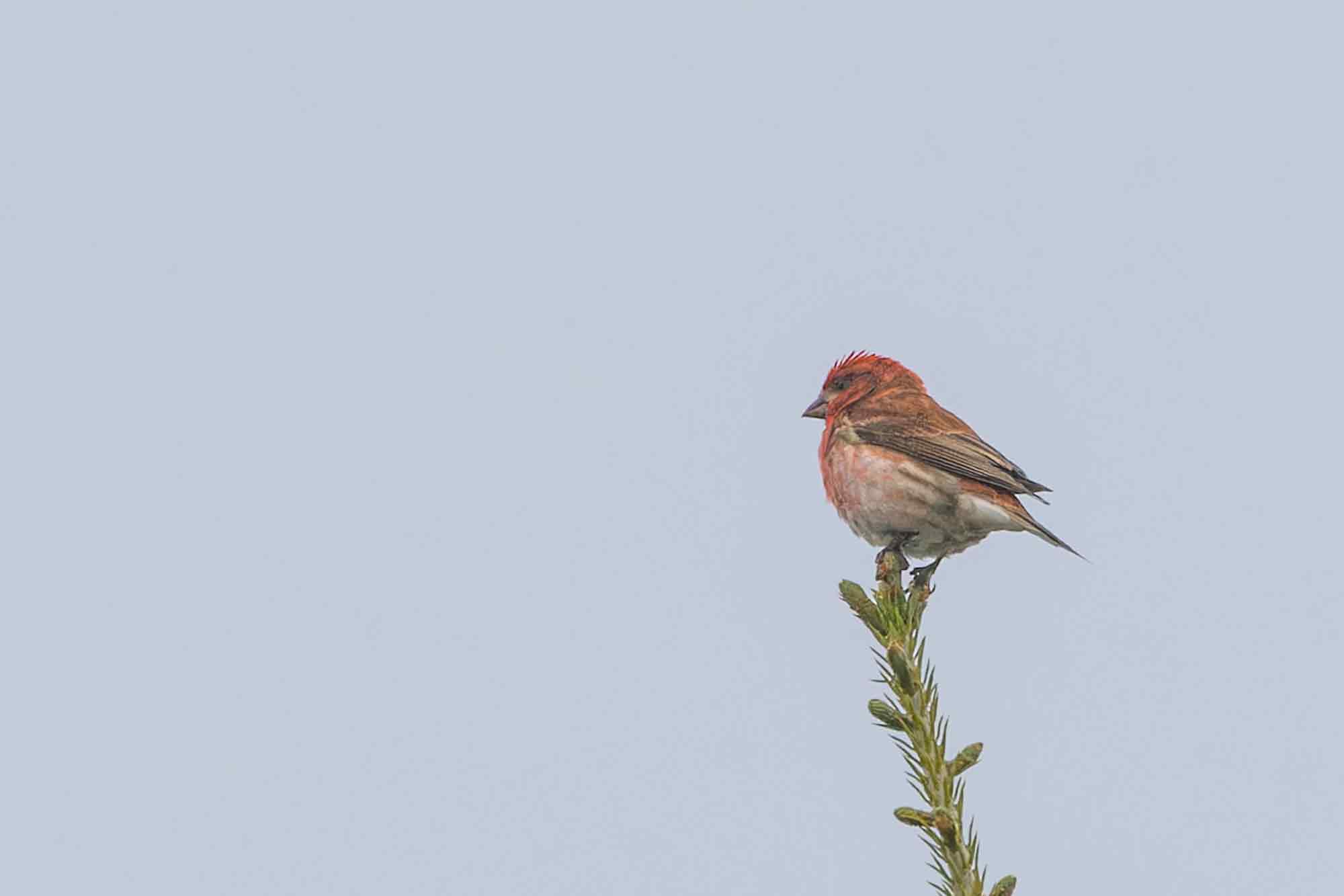 Will your state bird disappear?