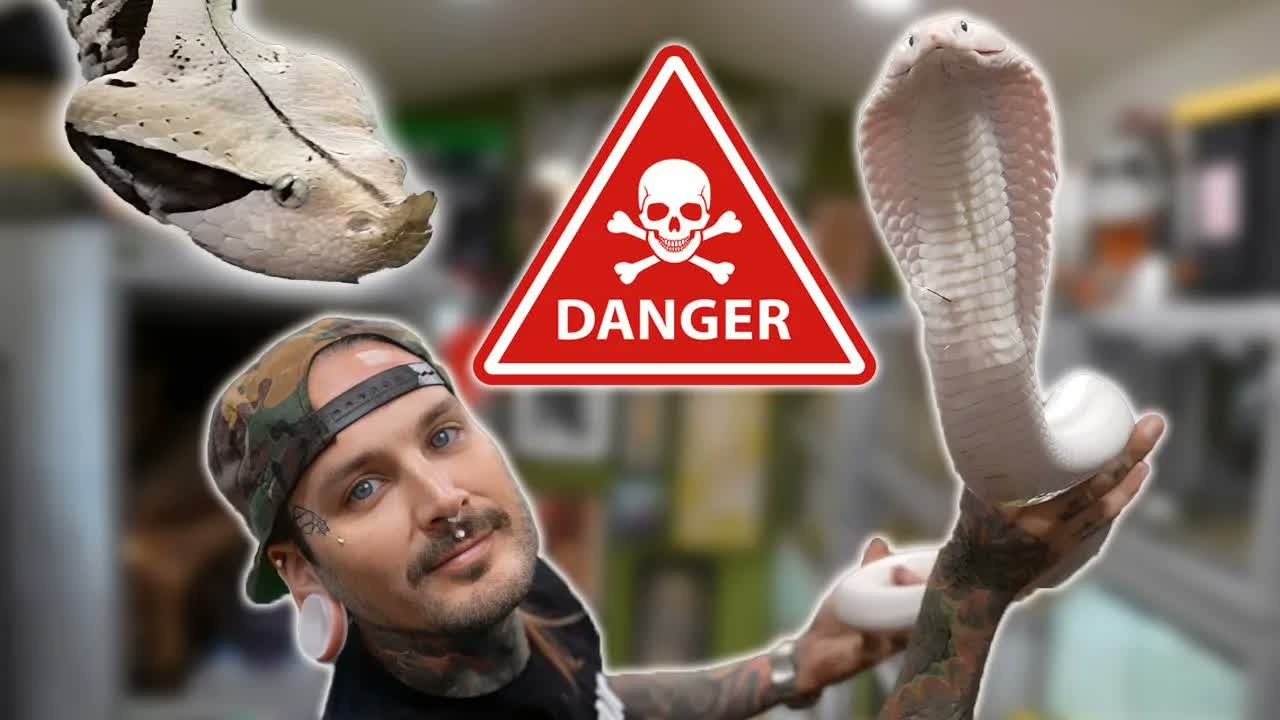 The moment the venomous snake room reached capacity