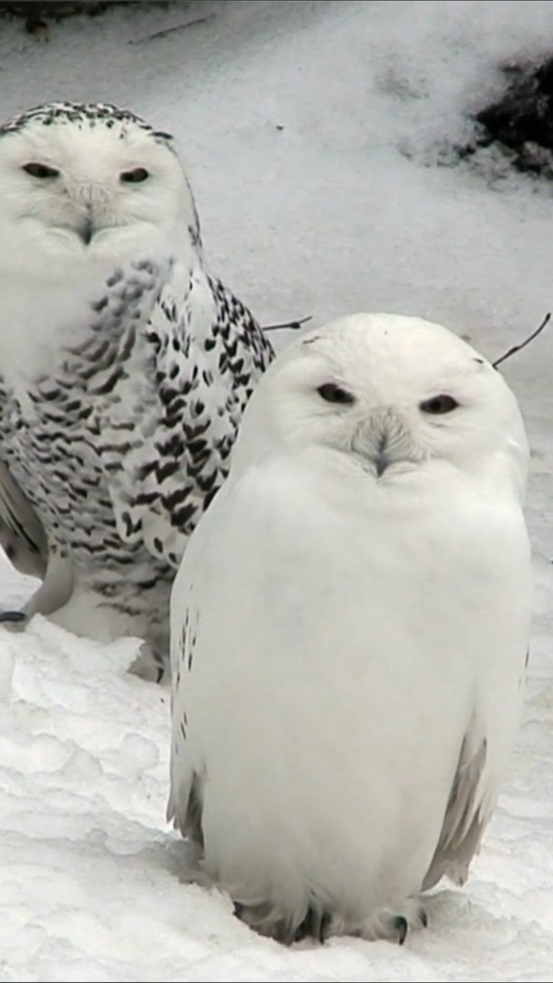 The Arctic snowy owl: Footage of a rare, solitary bird of prey