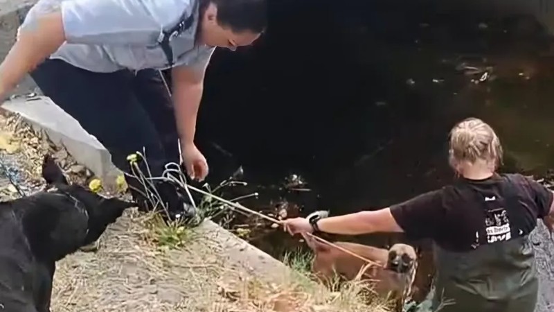 Heroic rescue operation saves three dogs from perilous canal near ...