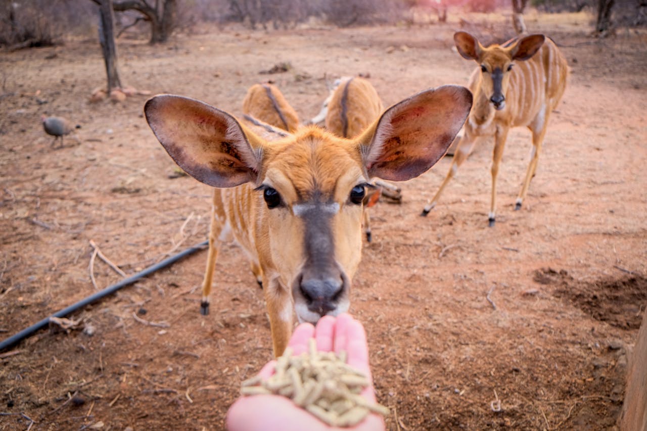Park rangers share the downside of feeding wildlife that visitors ...