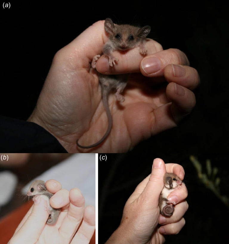 The world’s smallest possum may have been living under the radar in ...