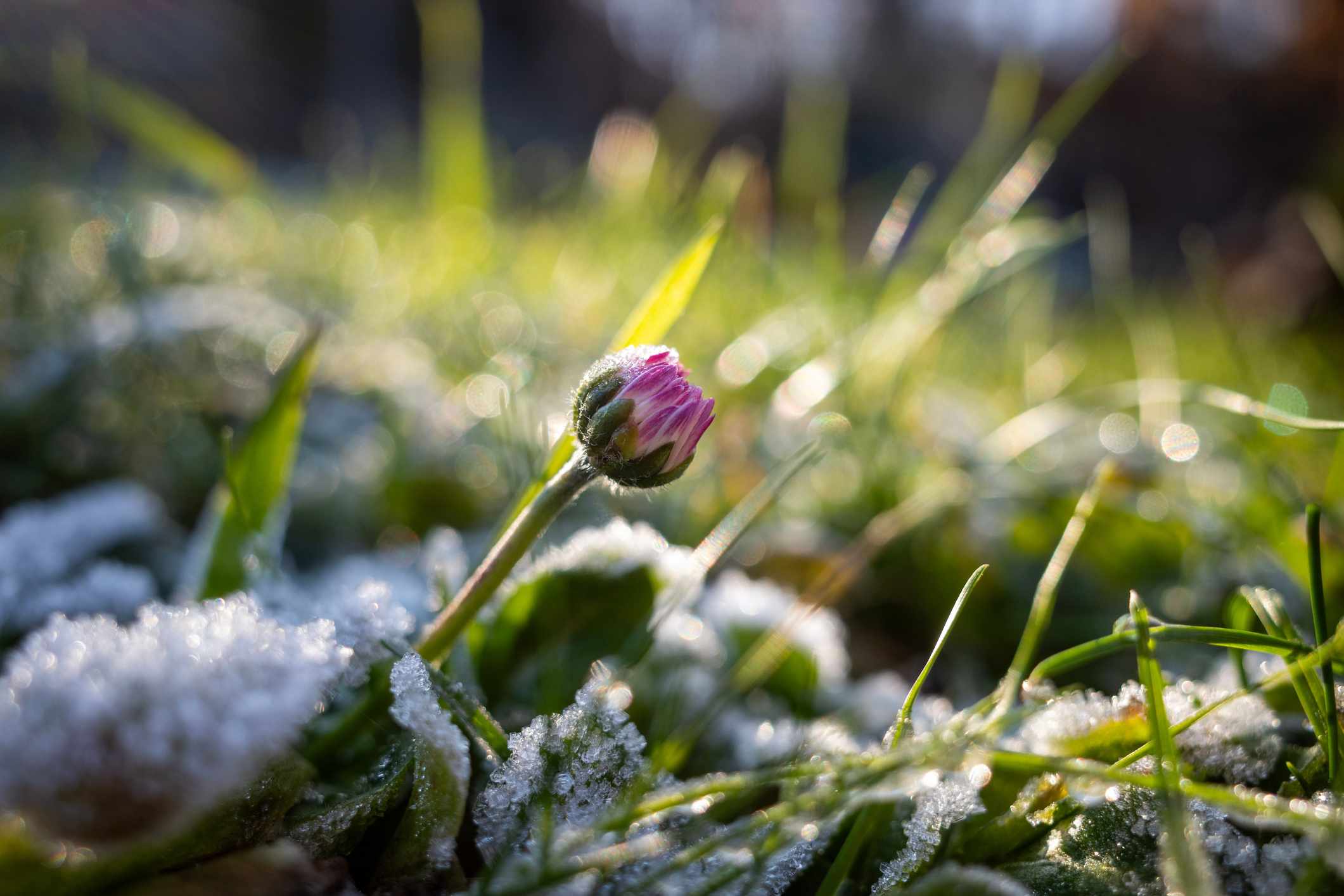 The last frost date in your area and what it means for spring planting