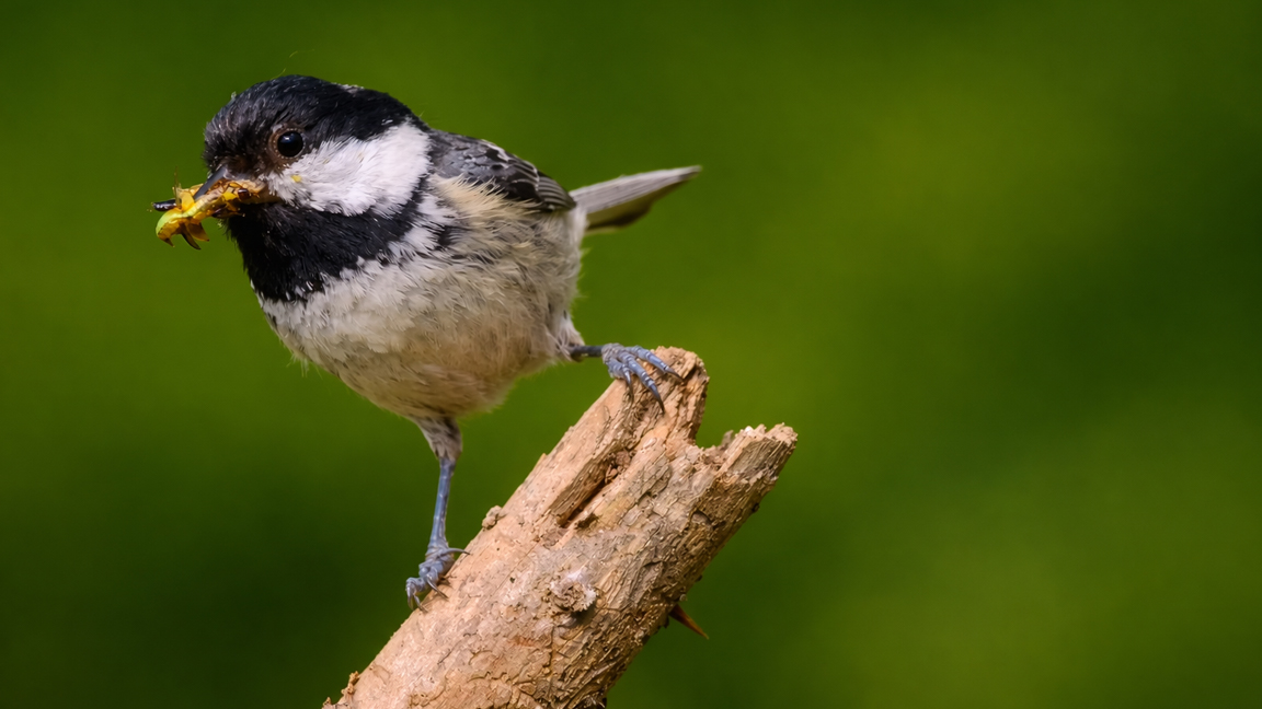 Small songbird carrying its prey