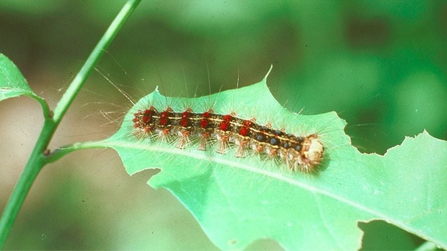 Invasive spongy moth spotted in Lakewood, capable of killing 300 tree ...
