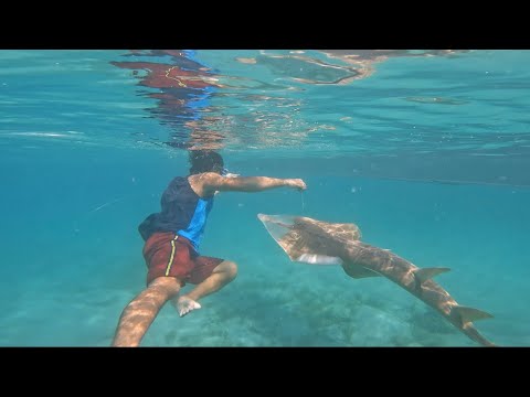 Illegal fish caught in shallow waters | Catch & sell