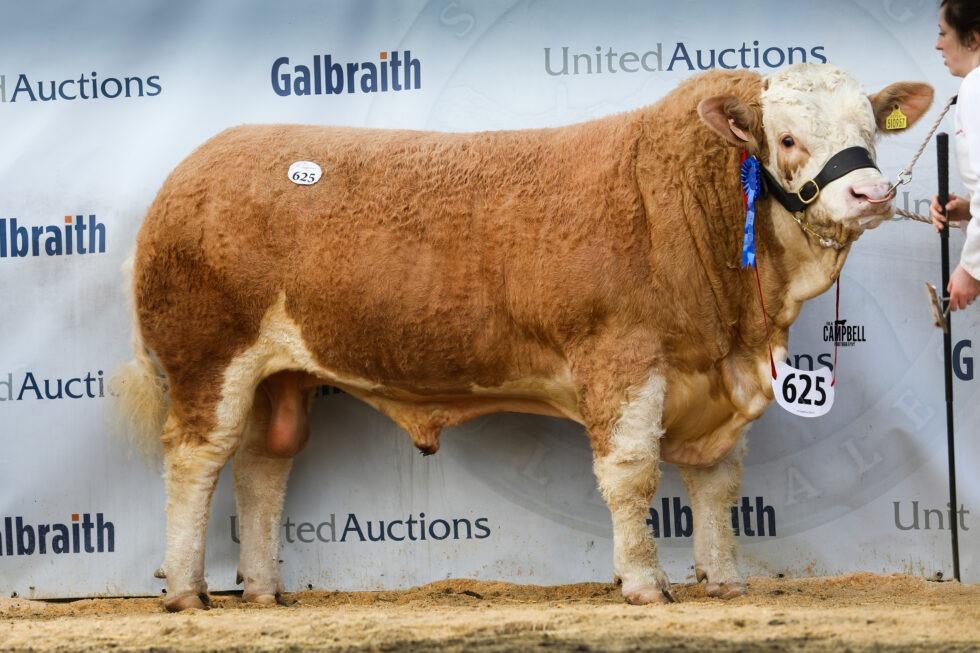 NI Simmental cattle genetics shine at recent British Simmental Society ...