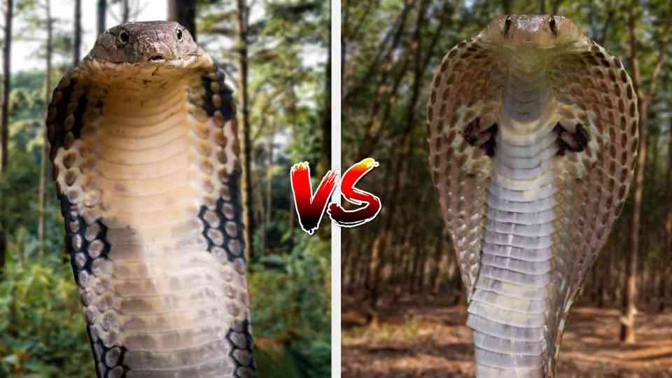 They look deadly - but these 5 snakes rarely kill