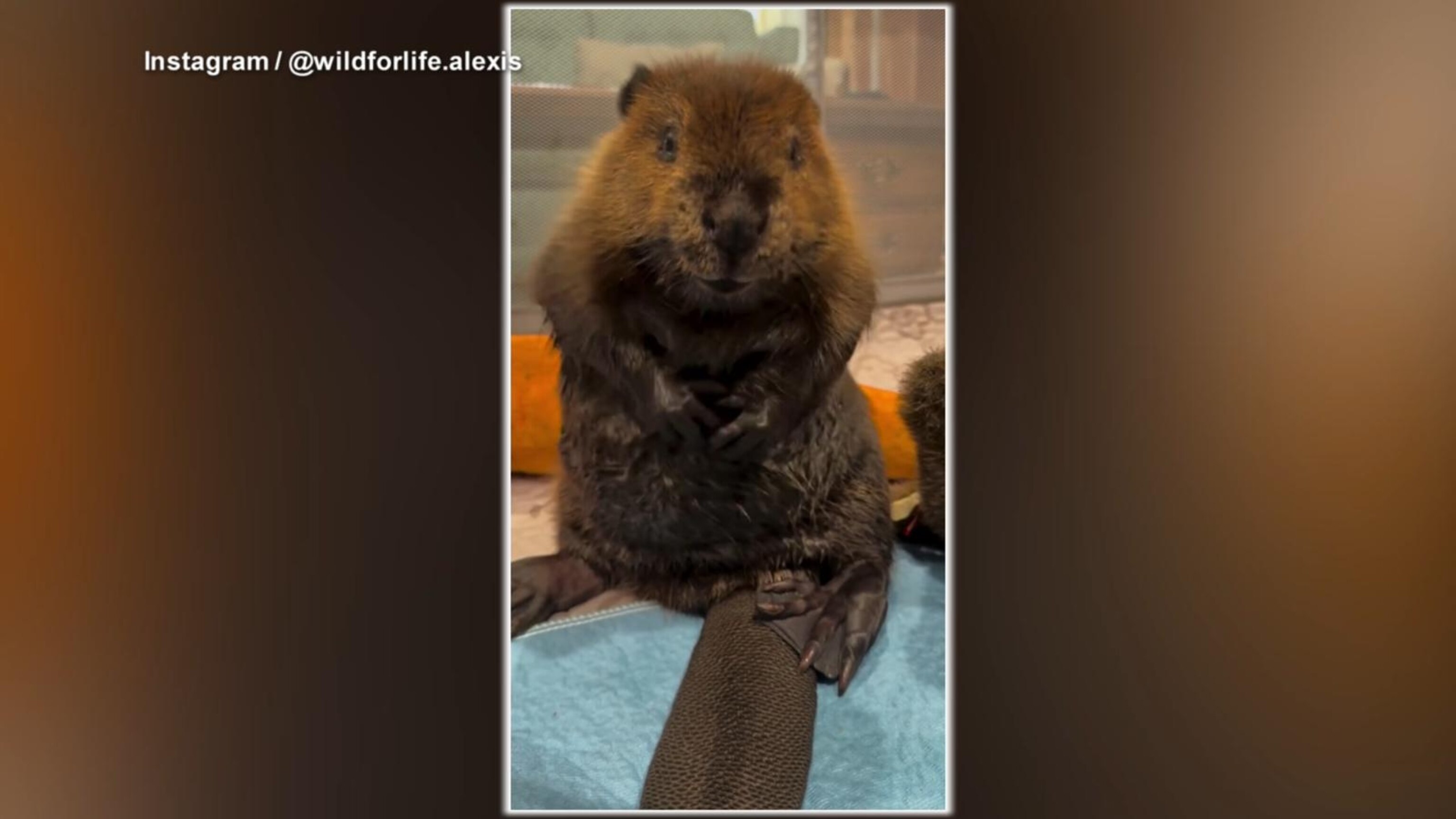 The incredible rescue story of Bo the beaver