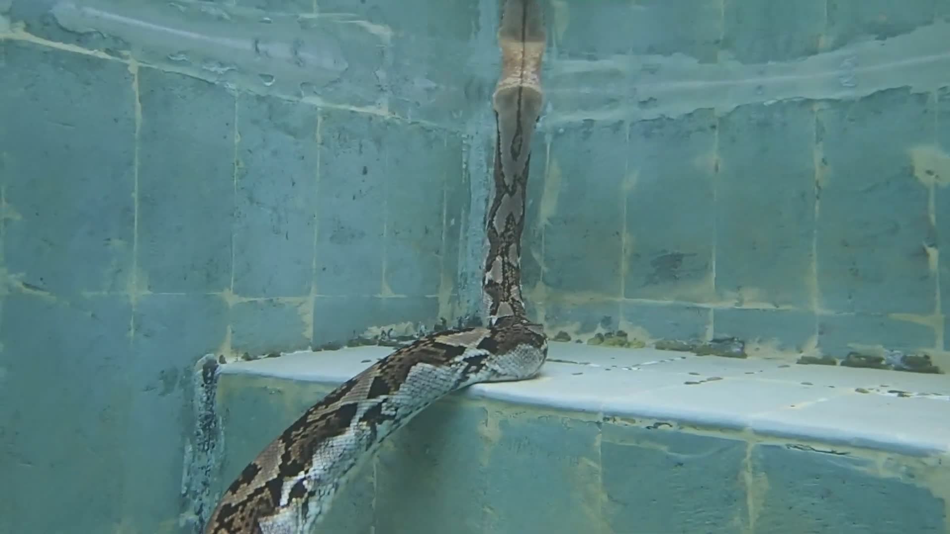 Camera drops into a pool full of massive reticulated pythons for a ...