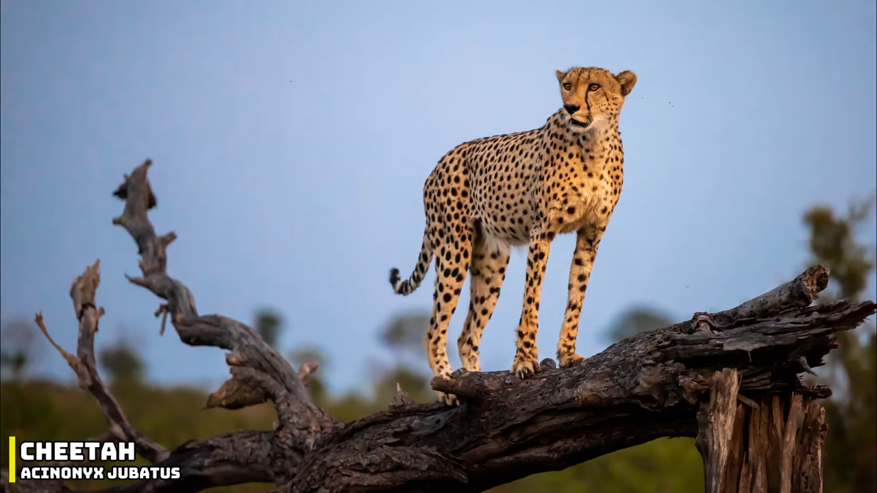 When three African giants invade North America - no predators to stop ...