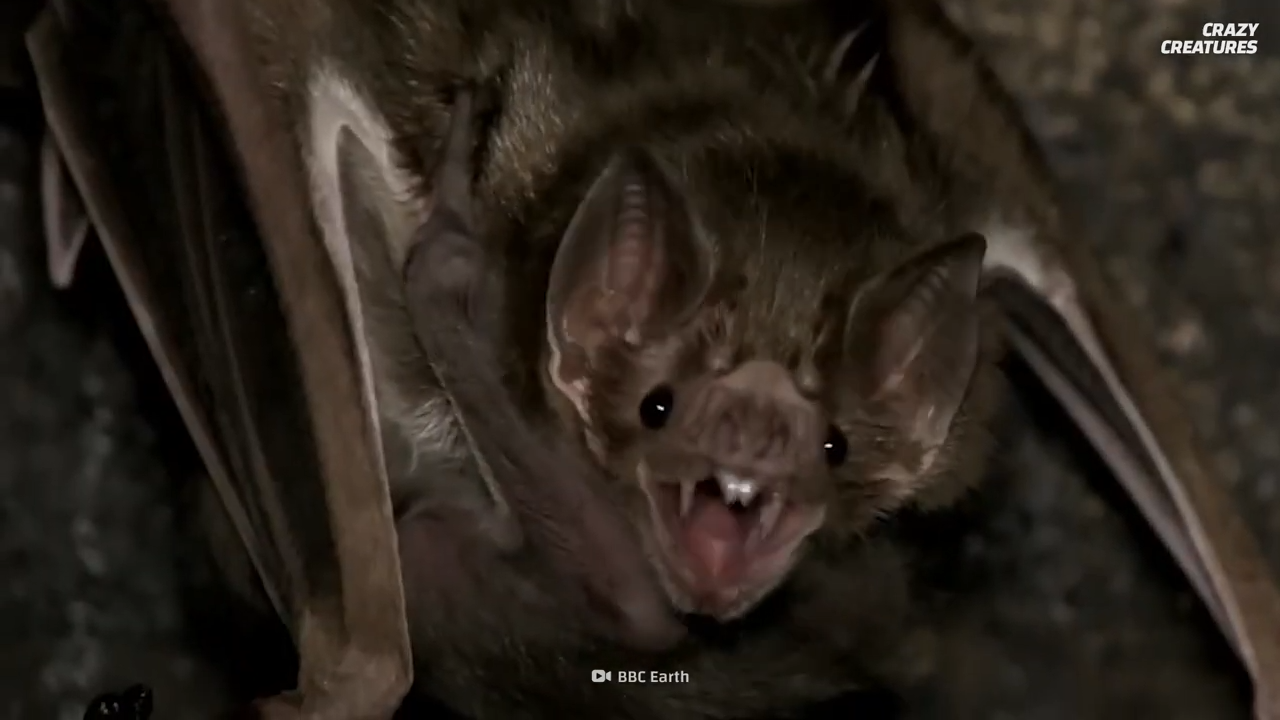 Watch what happens when a bat tracks warm blood in total darkness