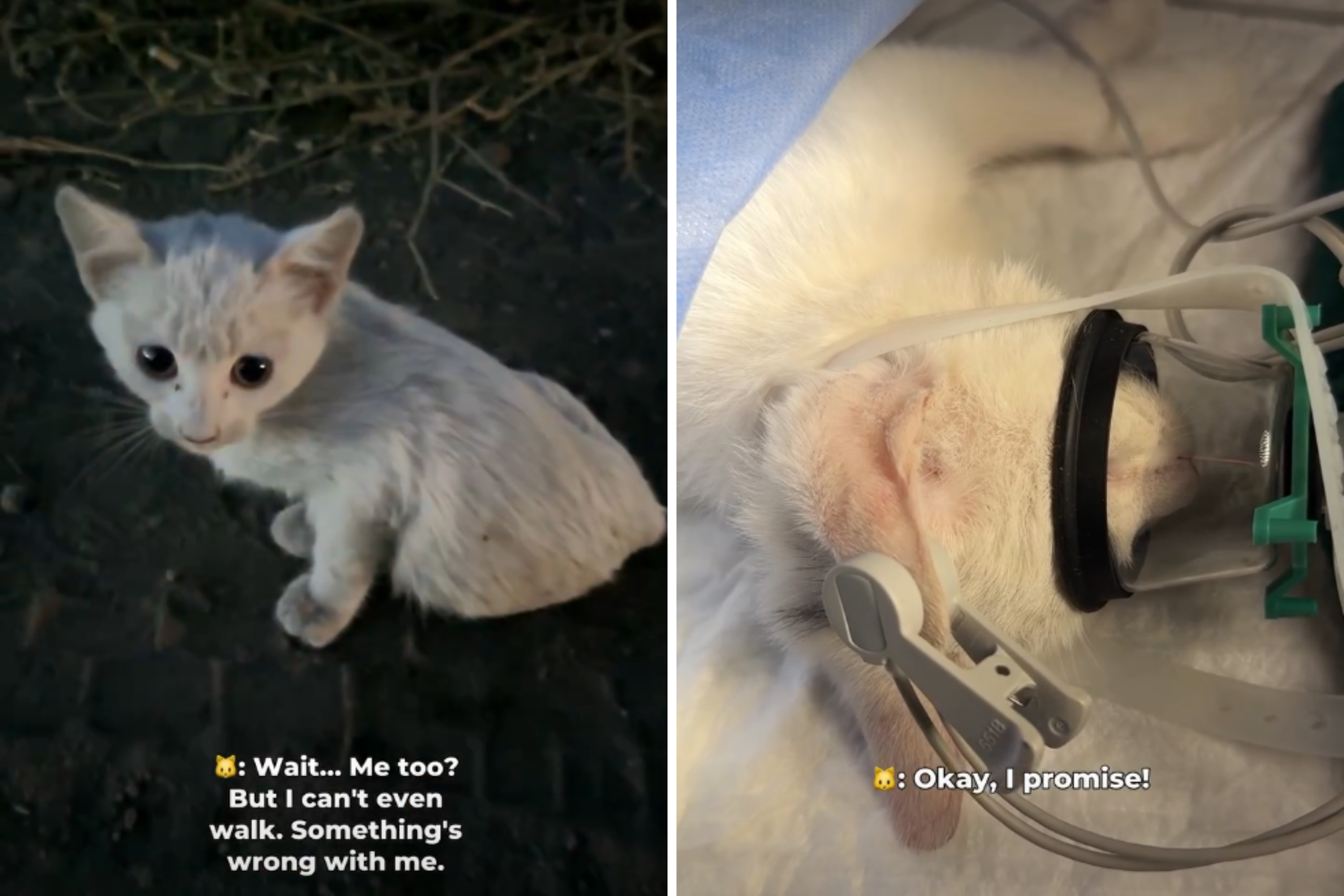 Vet sees injured kitten on the side of the road, makes life-saving decision