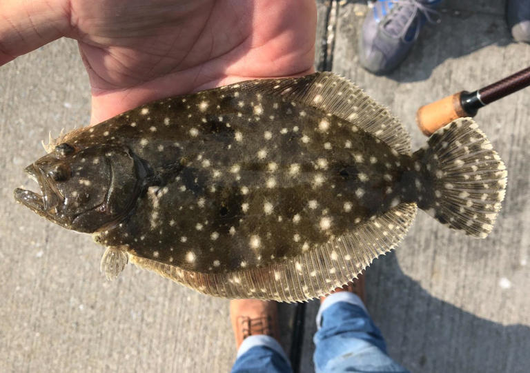 NC recreational anglers get new flounder season, but there's a catch