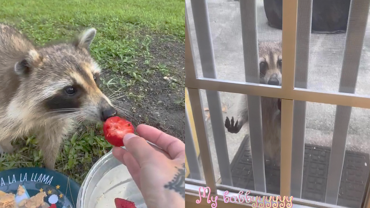 Mississippi woman becomes best friends with Roxie the raccoon