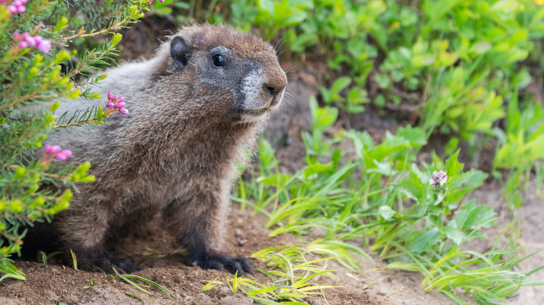 10 clear signs you have groundhogs living in your yard