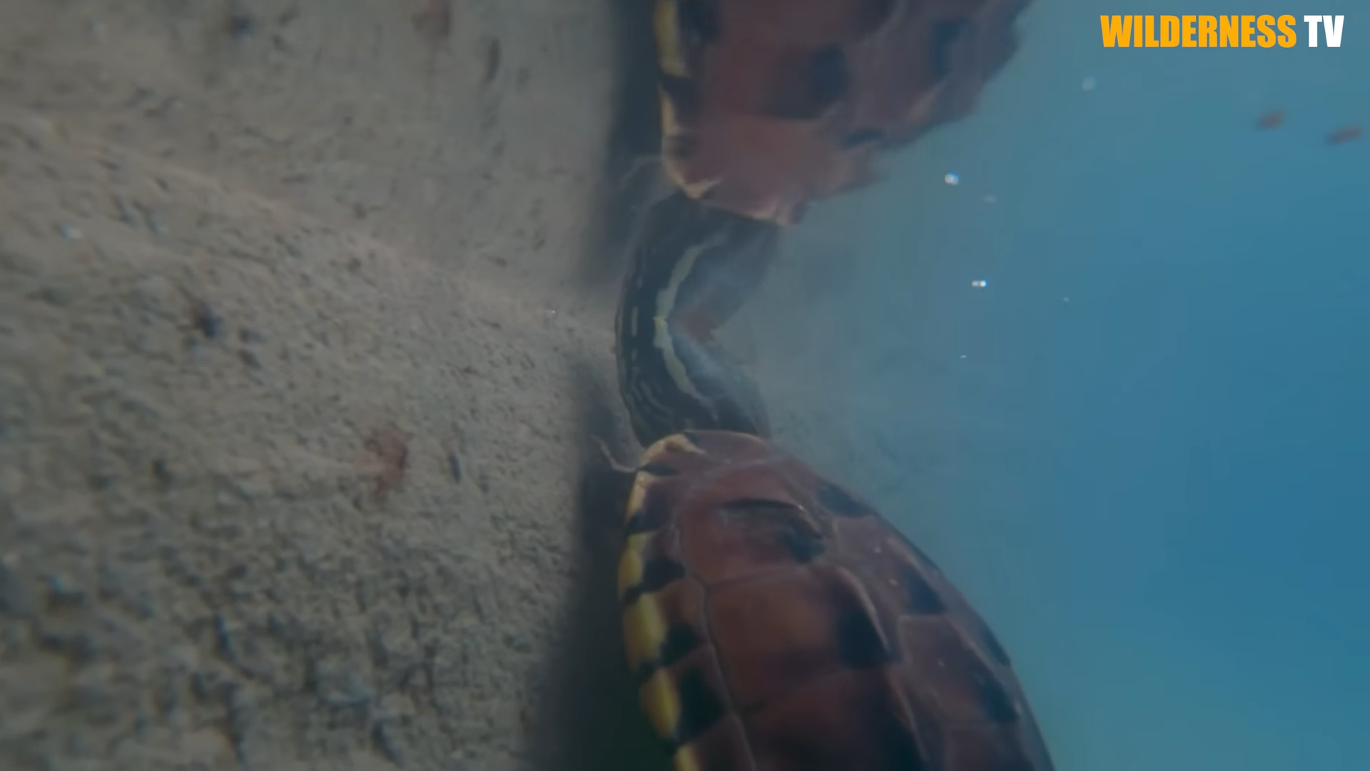 Poor fish and lonely turtle were trapped in a drying puddle until they ...